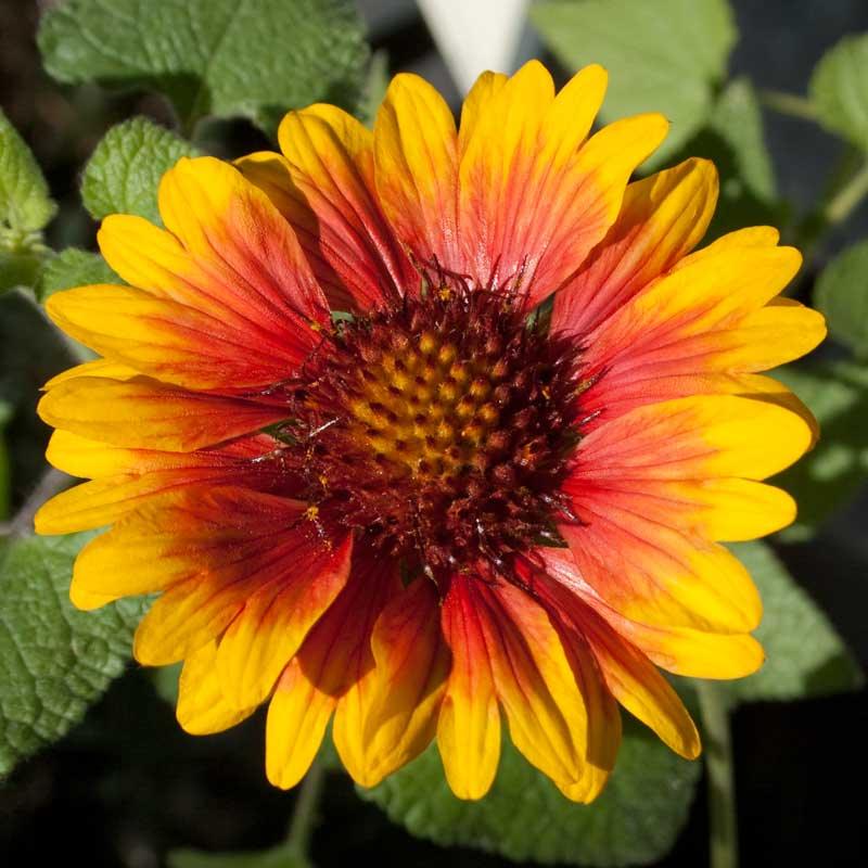 Gaillardia, Blanketflower (1/4 lb)
