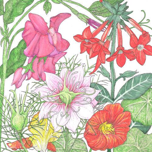 Fragrant Garden Wildflower Mix (pack)