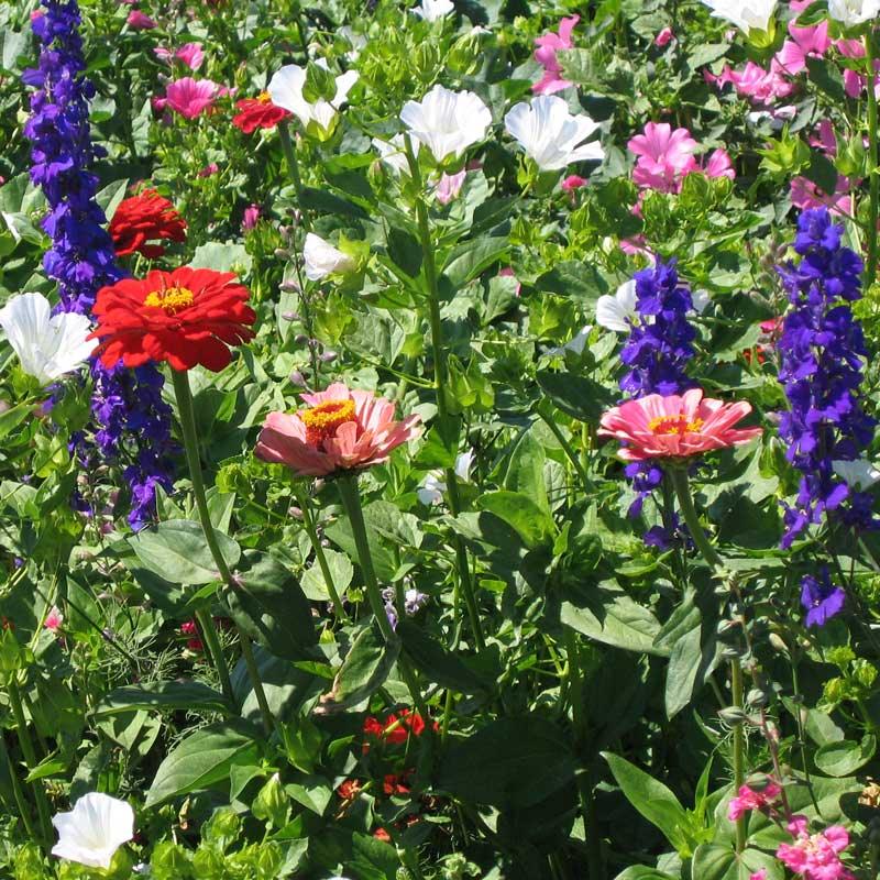 Hummingbird Garden Wildflower Mix (1/4 lb)