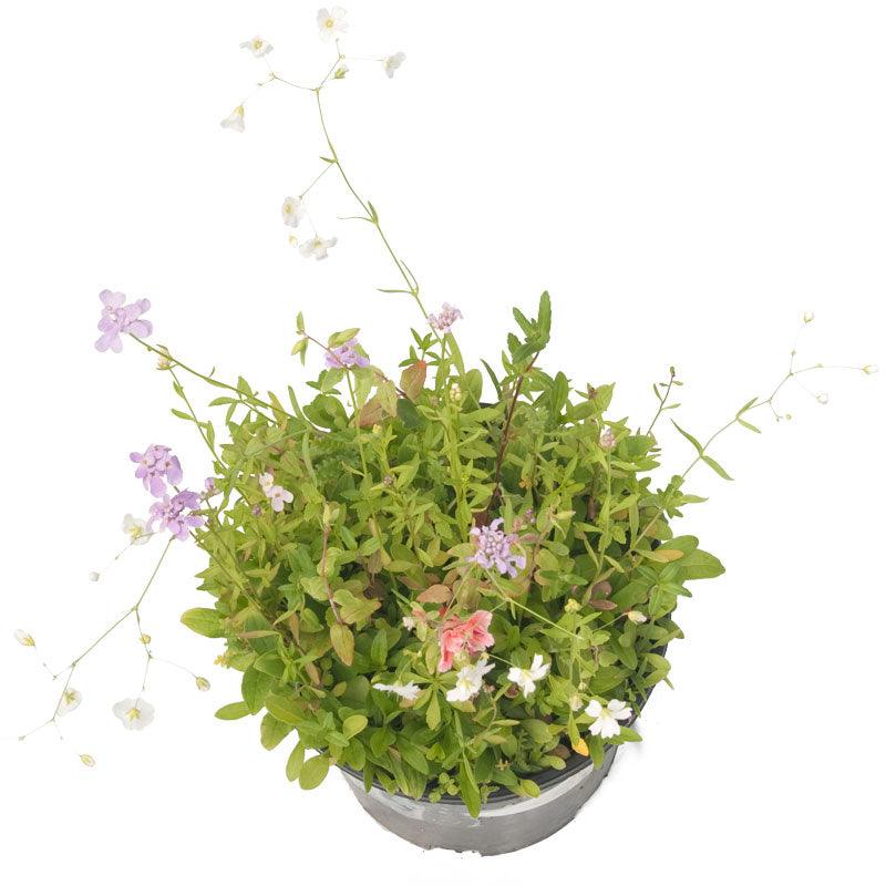 North American Shade Wildflower Mix (pack)