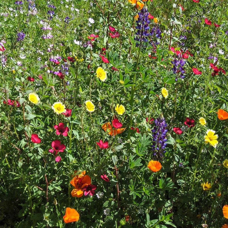 California Native Wildflower Mix (pack)