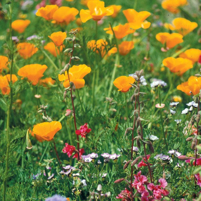 California Native Wildflower Mix (pack)
