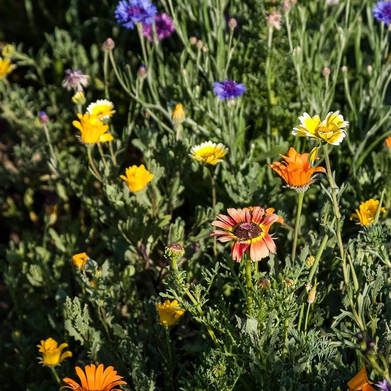Mediterranean Dryland Wildflower Mix (pack)