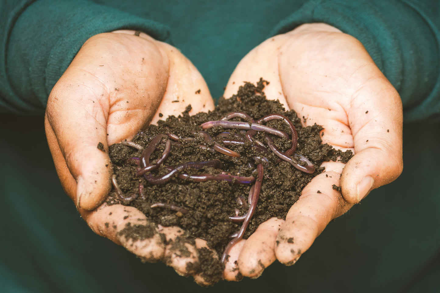 Living Material + Red Wiggler Composting Worms Eisenia andrei